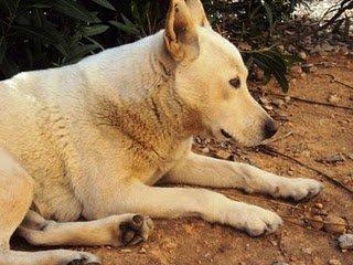 Valencia, perrita cuida de su compañero cojito. Ayúdanos a sacarlos de la calle