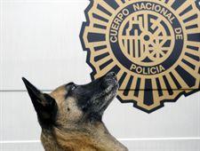 La perra 'Lua' de la Policía de Oviedo, premiada por su historial