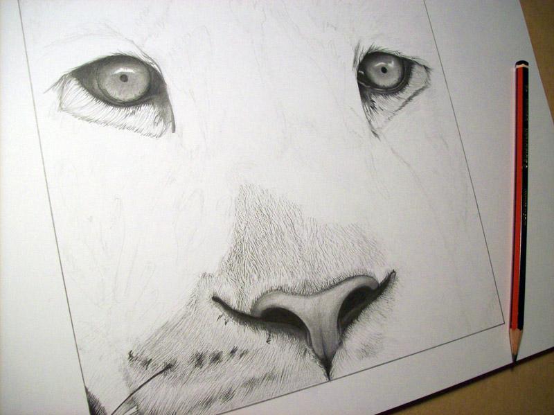 Dibujo de león terminado / Drawing of lion finished - Paperblog