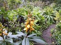 Vegetación de Anaga: El Monteverde (III); sotobosque