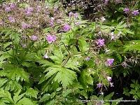 Vegetación de Anaga: El Monteverde (III); sotobosque