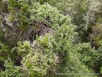 Vegetación de Anaga: El Monteverde (III); sotobosque