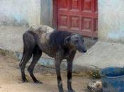 Galgos urge sacarlos calle, mirad como estan!!! (Sevilla)