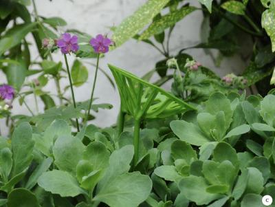 Un paseo por las nubes...