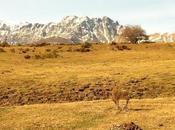 Fuentes Carrionas