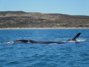 ballenas en Peninsula Valdes