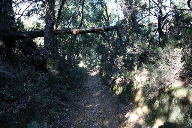 Una mañana en el bosque