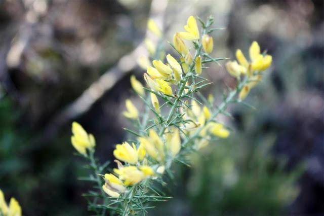 Una mañana en el bosque