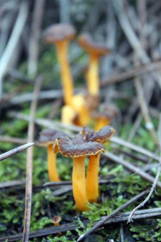 Una mañana en el bosque