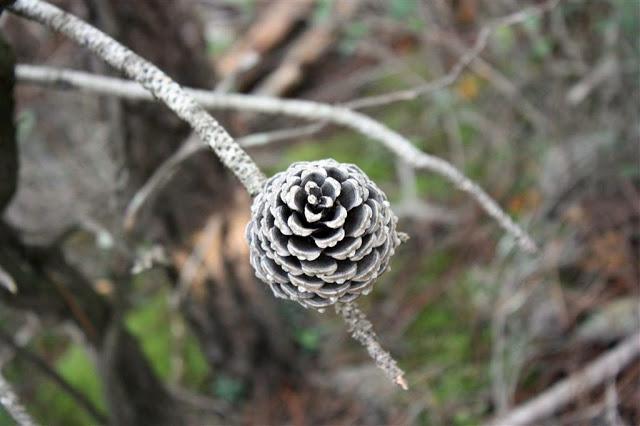 Una mañana en el bosque