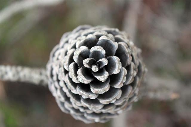 Una mañana en el bosque