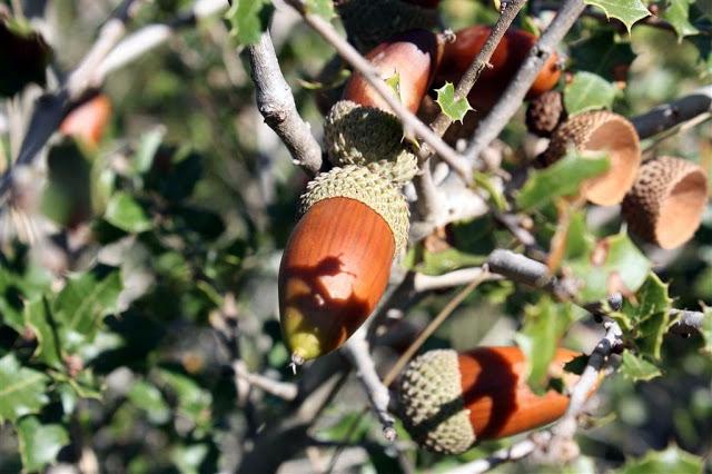 Una mañana en el bosque