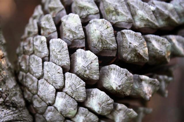 Una mañana en el bosque