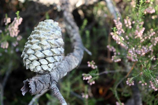 Una mañana en el bosque