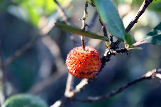 Una mañana en el bosque