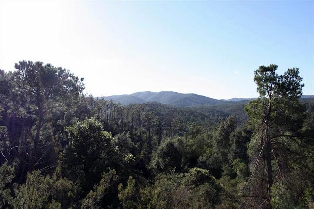 Una mañana en el bosque