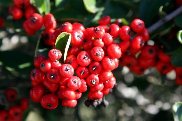 Una mañana en el bosque