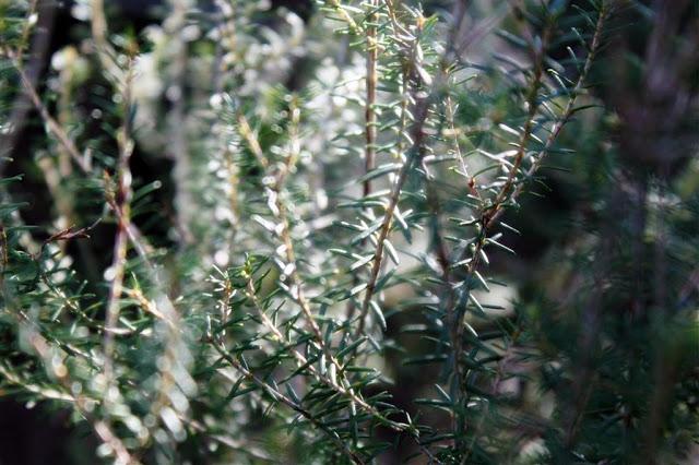 Una mañana en el bosque