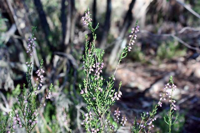 Una mañana en el bosque