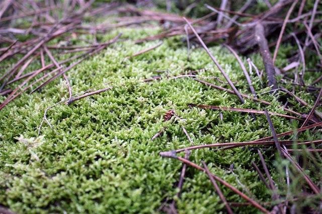 Una mañana en el bosque