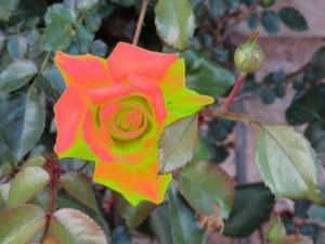 Feliz Navidad Rosa Novedades BYCARLA.es en NAVIDAD