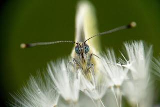 Para ampliar Pieris rapae (detalle) hacer clic