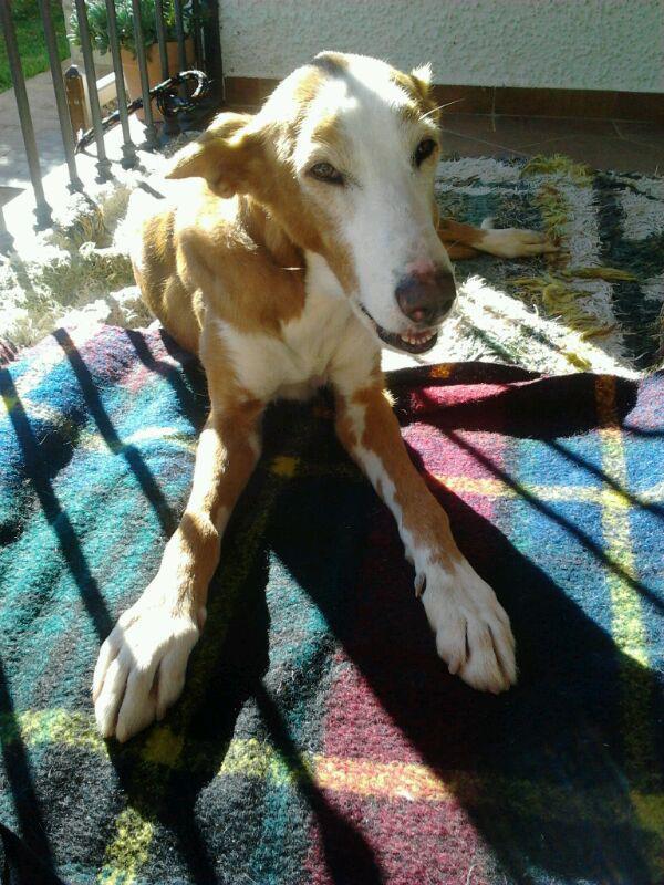 cuál es su delito?? Ser mayor, no servir para cazar, no poder seguir criando.....