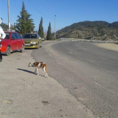 Foto: MURCIA!!! PERRITA EN LOS HUESOS CRUZANDO CARRETERA EN LA PUERTA DE UNA VENTA ,CORRE MUCHO PELIGRO,  ALGUIEN PODRIA PASAR POR ELLA?? LLEVA VARIOS DIAS ABANDONADA PUEDE QUE TENGA 6 O 7 MESES. COTACTO mn.vp@hotmail.es  O MEJOR POR PRIVADO QUE LO VERE EN EL MOVIL EN CUALQUIER MOMENTO