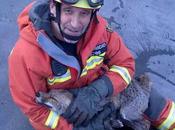 mientras unos matan zorros otros .....