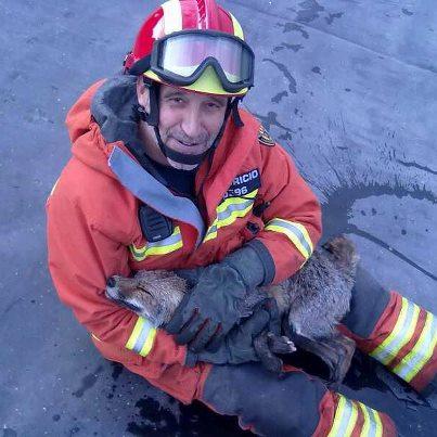 Foto: Nuestra foto del dia de hoy es un rescate que tuvo lugar el 22 de Noviembre por lo Bomberos de Chiva... mientras unos matan zorros otros .....  Rescate de dos zorros esta mañana en Chiva. Se habían caído a una balsa de riego. En la foto uno de los animales, en perfecto estado, que ha sido dejado en libertad. Por desgracia, el otro zorro se ha ahogado. Las maniobras de reanimación no han podido mantenerle con vida.