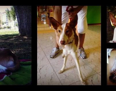 Foto: Urge adopción. Roque padece ceguera diurna, sólo se maneja bien por la noche en los exteriores y durante todo el día en los interiores. Tiene ansiedad por separación. Necesita la compañía de personas, la de los perros no es suficiente para él. Al mismo tiempo tiene pánico a las personas, hasta que coge confianza. Necesita una persona que entienda de temas de comportamiento. Creemos que lo mejor es que viva en casa de campo, donde pueda tener acceso al exterior y al interior porque necesita sentirse protegido, y donde no necesite moverse mucho de allí y estar sometido al estrés de los ruidos que no sabe de dónde vienen. Se entrega con contrato de adopción, vacunado, desparasitado y se esterilizará. Está en Ferrol. Tlf: 651 18 19 03