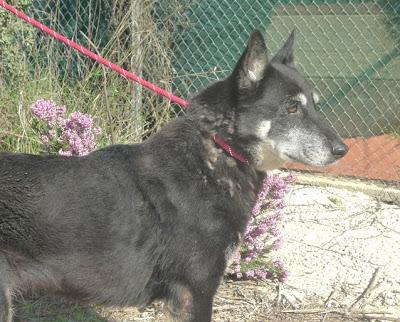 BIRGIT, pastora belga, está en la perrera y es viejecita. (Valencia)