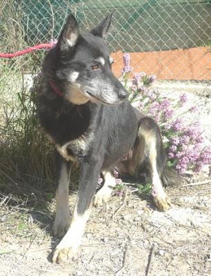 BIRGIT, pastora belga, está en la perrera y es viejecita. (Valencia)