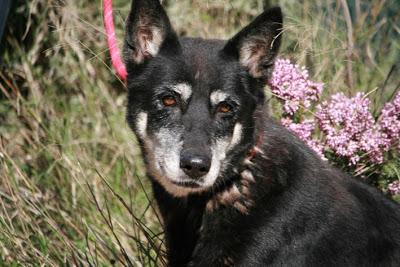 BIRGIT, pastora belga, está en la perrera y es viejecita. (Valencia)