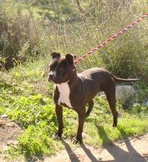 BOSS, magnífico american en la perrera mucho tiempo. (Valencia)