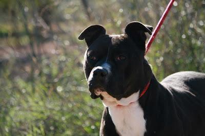 BOSS, magnífico american en la perrera mucho tiempo. (Valencia)