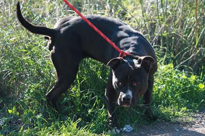 BOSS, magnífico american en la perrera mucho tiempo. (Valencia)