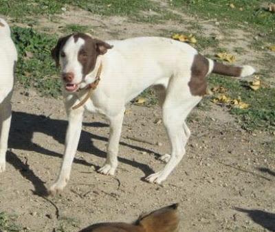 BOOMER, IMPRESIONANTE CACHORRO BRACO BUSCA ACOGIDA O ADOPCIÓN MUY MUY URGENTE. (VALENCIA)