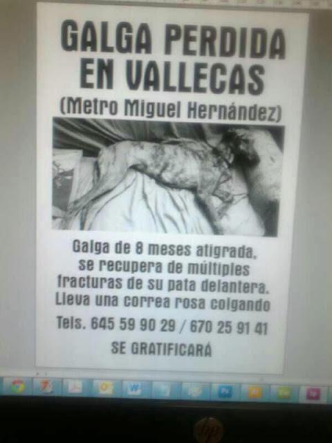 Galga perdida por zona de Vallecas (Madrid). MUY URGENTE ENCONTRARLA!!