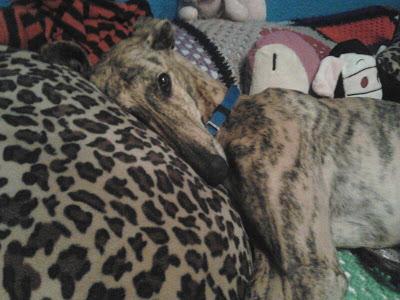 Galga perdida por zona de Vallecas (Madrid). MUY URGENTE ENCONTRARLA!!