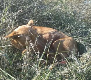 LIA, PODENCA ENANA DEJANDOSE MORIR TRAS SER ATROPELLADA. (Arca Noé Córdoba)