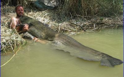 thumbs guias de pesca del siluro FOTOS DE SILUROS 2012