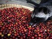 Lista imposible: Café Kopi Luwak