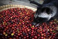 Lista imposible: Café Kopi Luwak