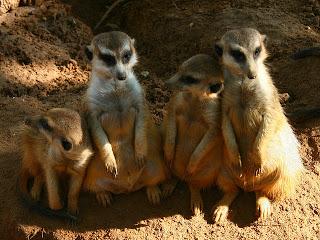 WALT DISNEY WORLD ORLANDO (VII): BUSCH GARDEN