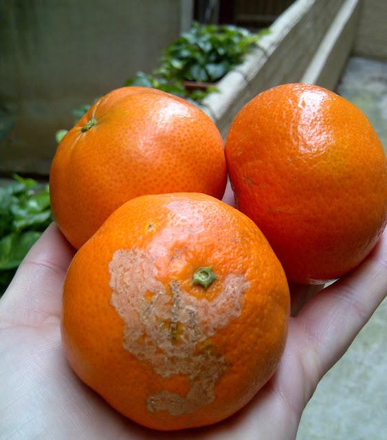 A Clementina la fea un guapo la desea