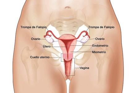 Incidencia del cáncer de útero en el aparato reproductor femenino