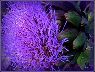 REVUELTO DE ALCAUCILES (ALCACHOFAS) CON LANGOSTINOS, GULAS Y JAMON SERRANO