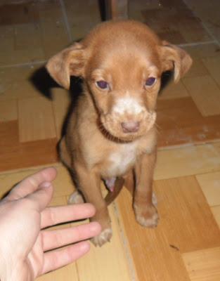 Joselillo, podenquito que no llega a los 2 meses. En adopción: Magina Animal (Jaén)