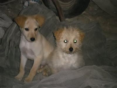 Dana y Mulder dos hermanitos, de 2 meses y medio. En Adopción. Magina Animal Jodar (Jaén)